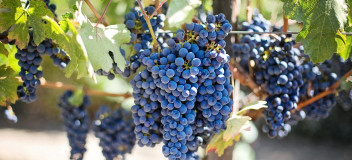 Viñedo Viñedo