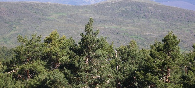 España es el tercer país de la Unión Europea en superficie forestal con una gran diversidad de ecosistemas forestales