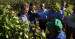  Alberto Núñez Feijóo y Alfonso Fernández Mañueco visitan un viñedo en la Ribera del Duero