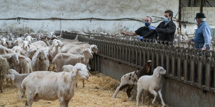 Pablo Casado visita una explotación ganadera